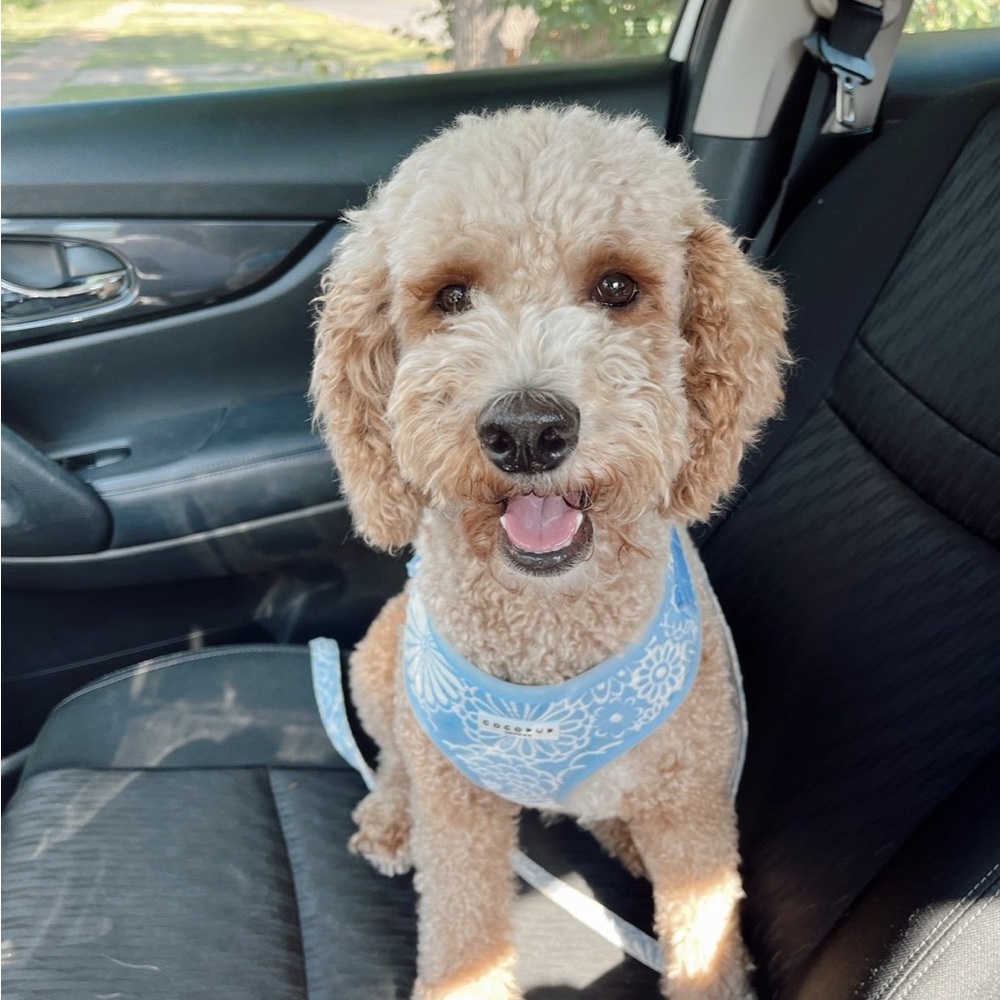 cocopup harness set